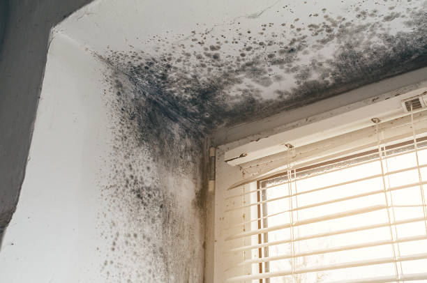 Affordable Attic Mold Remediation solutions in Hagerstown, MD